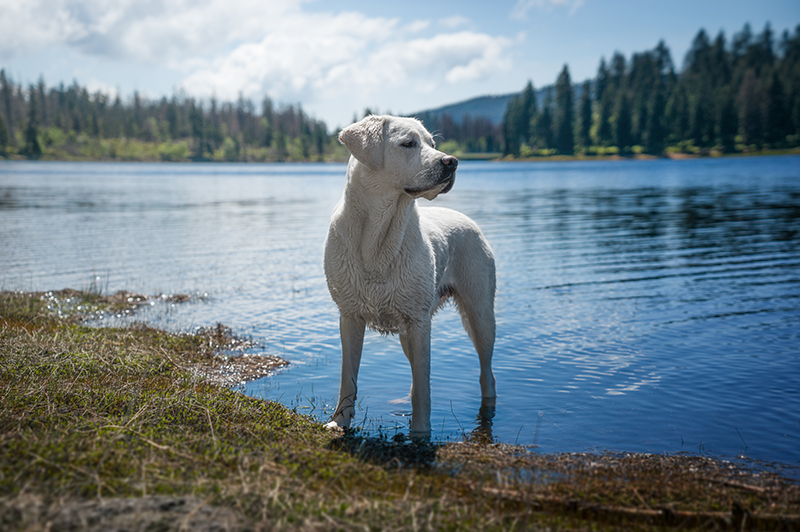 3hr dog Hike